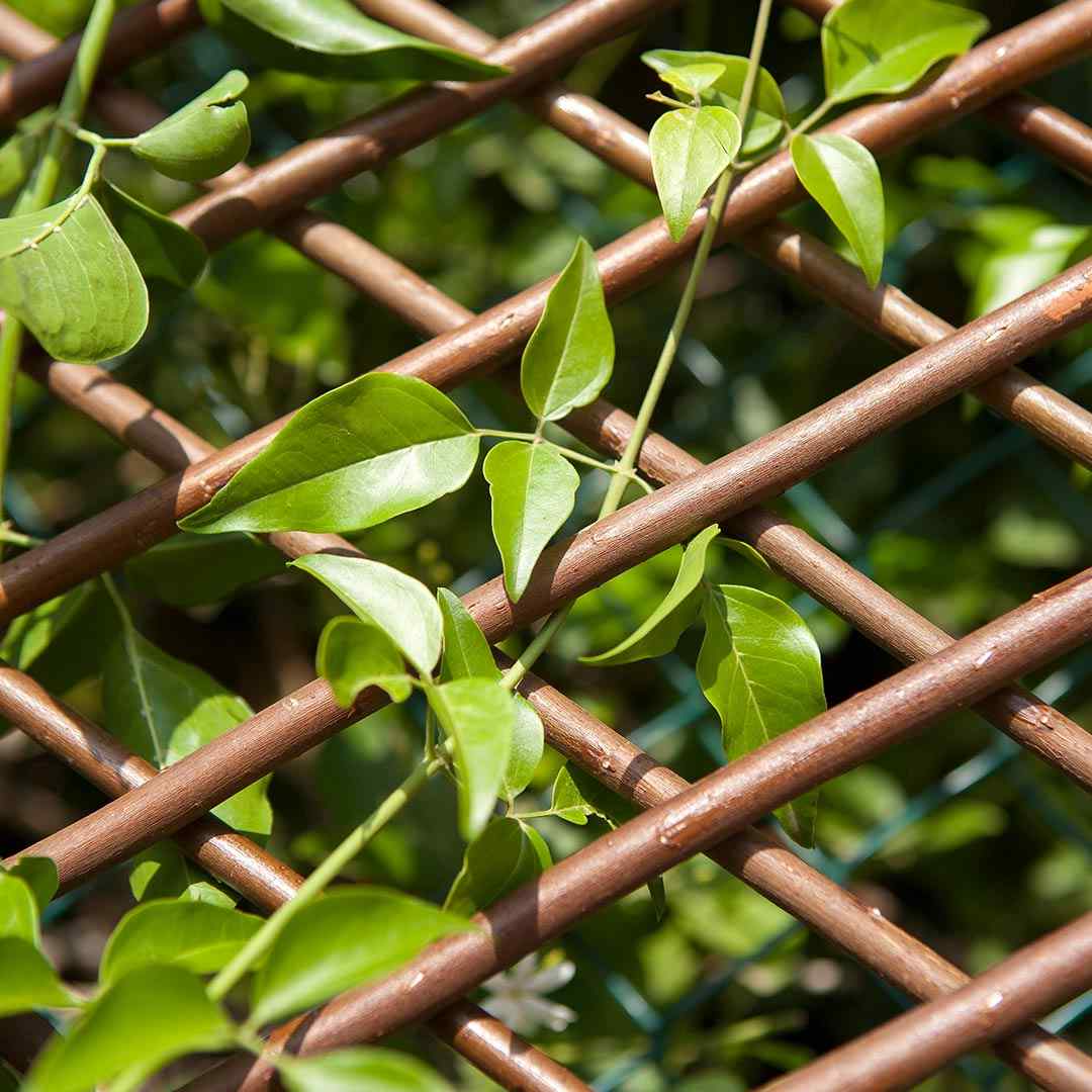 Comprar Celosia extensible mimbre willow 2x1 - Verdecora