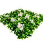 Jardí Vertical Artificial Gardenia - lloseta-de-50-x-50-cm